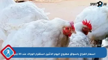 أسعار الفراخ بأسواق مطروح اليوم الاثنين استقرار الوراك عند 85 جنيه